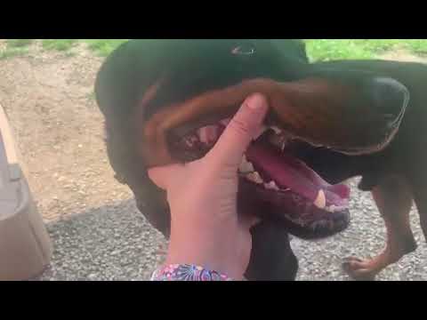 Admiral, an adopted Rottweiler in Perkasie, PA_image-1