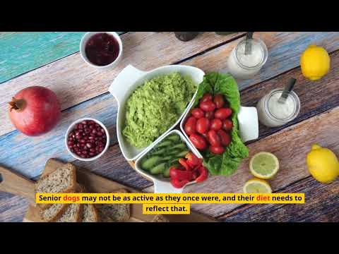 The Ultimate Guide to Caring for Your Senior Dog: Tips and Tricks for a Happy, Healthy Life