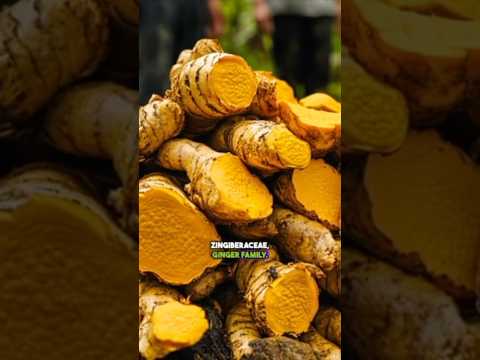 ショウガ科の植物の主な特徴は？ (What are the key characteristics of plants in the Zingiberaceae (Ginger Family)?)