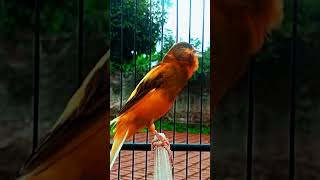 Download lagu Kenari Ngeroll #birds #animals #canary #funnyanimals #canario #kenarigacor #kenaripaud mp3 Download lagu Kenari Ngeroll #birds #animals #canary #funnyanimals #canario #kenarigacor #kenaripaud mp3