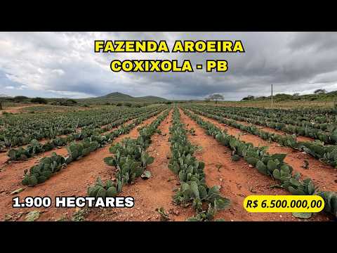 🌾 FAZENDA AROEIRA – 1.900 HECTARES COM ESTRUTURA COMPLETA E 8 POÇOS ARTESIANOS 🌾