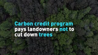 Carbon credit program pays landowners not to cut down trees