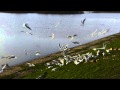 Seagull Frenzy
