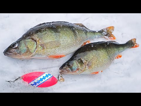 PINKKI RAUTULÄTKÄ TOIMII! - KEMPELEENLAHDEN VIRTAPAIKAT HOUKUTTELEE KALOJA JA KALASTAJIA