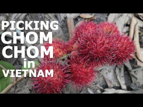 download lagu mp3 mp4 Chom Chom Fruit, download lagu Chom Chom Fruit gratis, unduh video klip Chom Chom Fruit