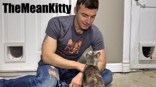 Cute Homeless Kitten Update - She's In The House!