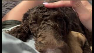 Video preview image #1 Poodle (Standard) Puppy For Sale in Valrico, FL, USA