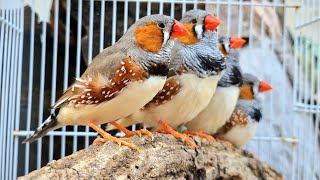 Download lagu Suara nyanyian burung zebra finch: Jika burung Anda kesepian, silakan putar video ini. mp3