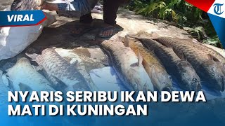 Download lagu NYARIS SERIBU IKAN DEWA MATI DI KUNINGAN! Kerusakan Ekosistem akibat Pemanfaatan Komersil oleh BUMD mp3