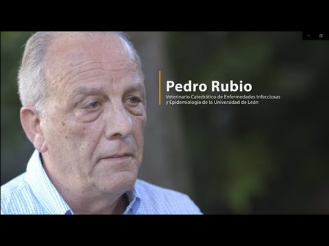 , title : 'Ileítis Porcina: Pedro Rubio nos presenta a Lawsonia Intracellularis'