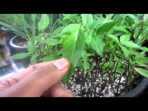 download lagu mp3 mp4 Thai Basil Plants For Sale, download lagu Thai Basil Plants For Sale gratis, unduh video klip Thai Basil Plants For Sale