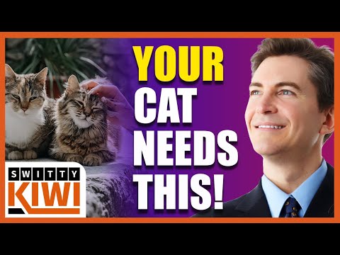 Cat Care 101 | How to Care for Your Cat | How to Keep a Feline Buddy Meow-velous  ♻️ LIFE S1•E53