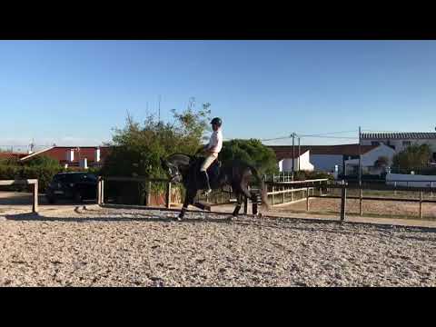 Montevideu DGM Riopele SSC x Boémia JHC