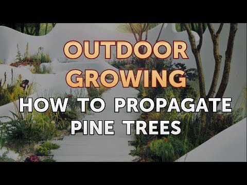 Will Salt or Vinegar Kill Bamboo