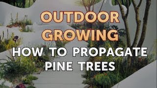 How to Propagate Pine Trees