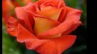 Victoria de los Ángeles "Como la rosa en la güerta"