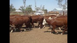 EU Poll Hfd Ylgs Goondiwindi