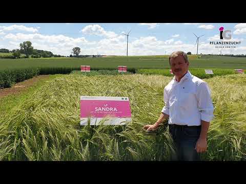 Wintergerste SANDRA zz - Spitze in Ertrag und Qualität