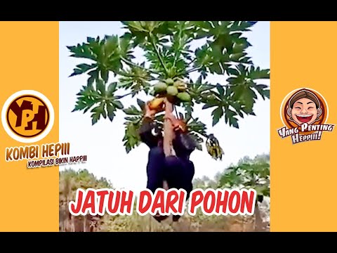 kombi-heppiii-jatuh-dari-pohon-1