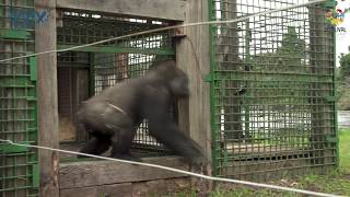 Réintroduire les gorilles des plaines de l’Ouest