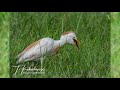 Egret Eats Toad Slide Show