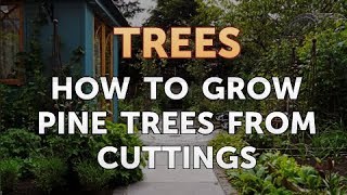 How to Grow Pine Trees From Cuttings