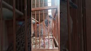 Download lagu TEKUKUR J4NTAN LOKAL SUARA MENCETAR MEMANGGIL B3TINA #tekukur #shorts #shortvideo #short mp3