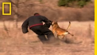 Dog Attack Styles | National Geographic