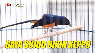 Download lagu MURAI GACOR | GAYA SUJUD BIKIN KEPO  | shama bird mp3