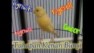 Download lagu Tahapan bunyi pada burung kenari mp3