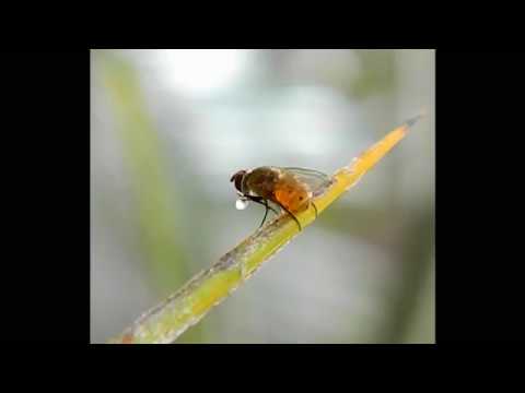 Mosquito bebendo água