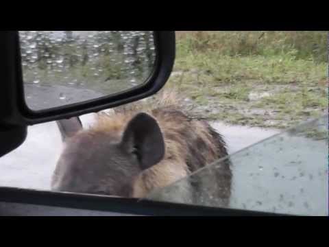 Hyena tries to get in car
