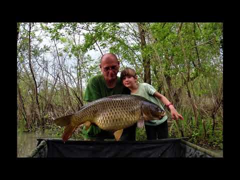 currently the largest scaly carp in hesova