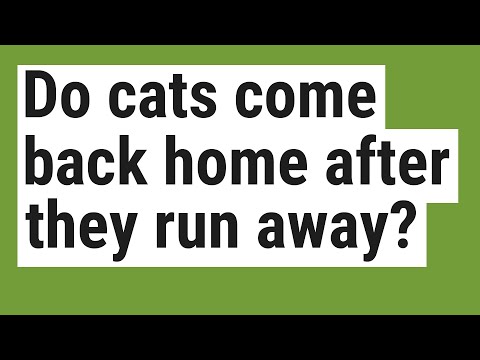 Do cats come back home after they run away?