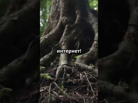 Топ 5 фактов о дереве, которые вас удивят#shorts #наука