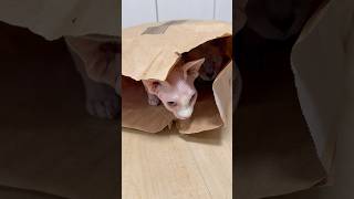 仲良く袋の中に入る猫スルタンとアレクサンドラ【スフィンクス】