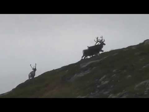 Reinsdyr og jerv: Sirdal 2014