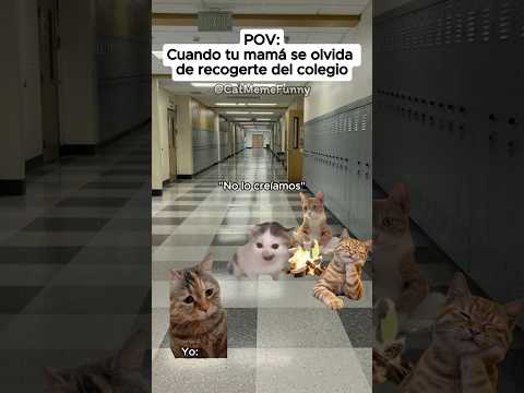 CAT MEME FUNNY 😹 Cuando tu mamá se olvida de recogerte del colegio #relationship #relatable #cat