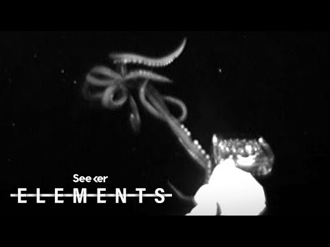 Scientists Just Captured This Rare Giant Squid Footage, Here’s How
