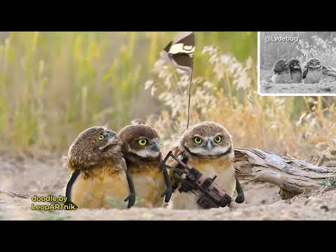 🦉 HOOTENTION - SOWLUTE! 🦉