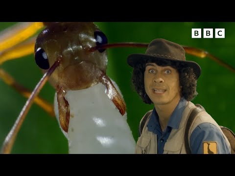 Insects with Andy | Safari Adventures | Andy's Amazing Adventures