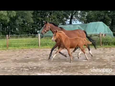 Weser-Ems Pony, No Limit x Stedinger x Cocktail