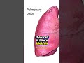 Paul FELDER S Worst MMA INJURY Part 1 Mma Ufc Danawhite