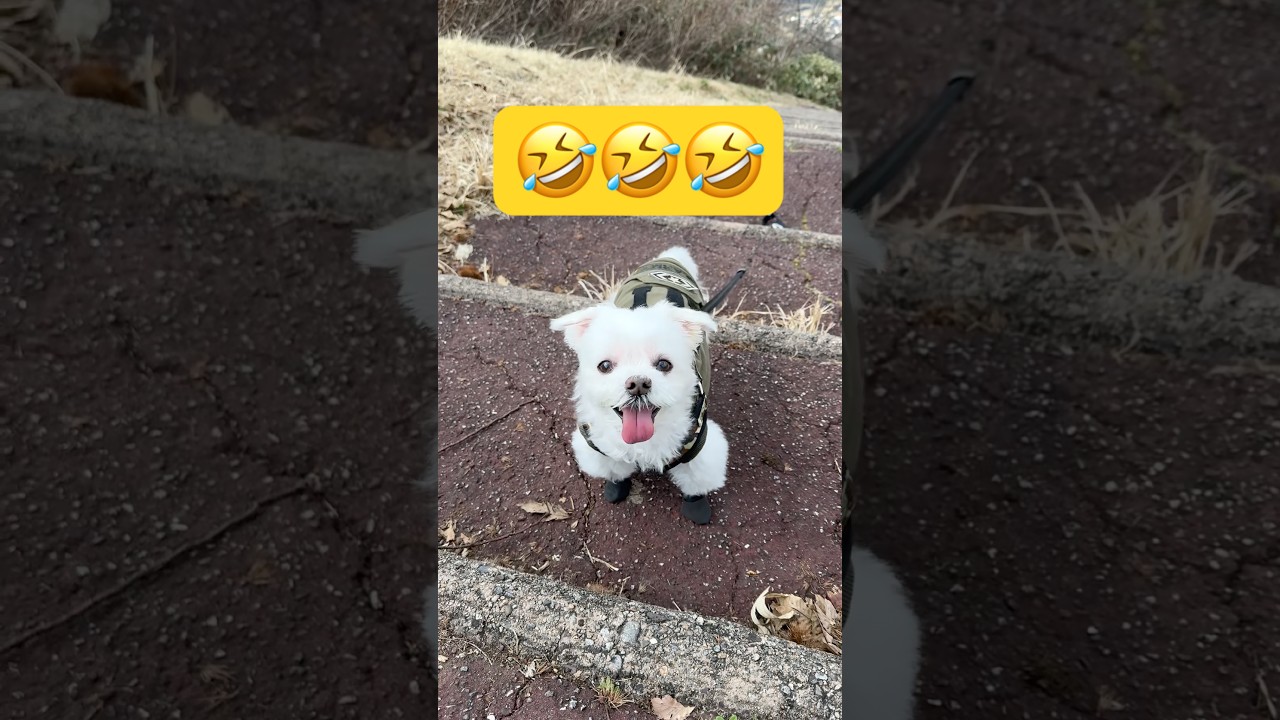パピーの頃から山を登ってるとこうなる🤣🤣🤣#shorts #可愛い犬 #マルチーズ