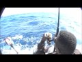 Sailfish and Oilfish abord the ANEJO March - 24 - 2010 Sailfish and Oilfish abord the ANEJO March - 24 - 2010
