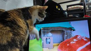 2026.4.20 先代猫ミミちゃんとコラボなフミちゃん！