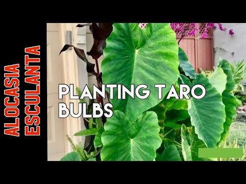 Planting Taro (Alocasia Esculenta) from bulbs