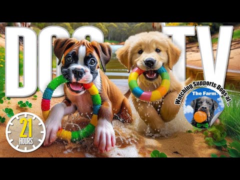 21 Hours of Dogs Playing at Daycare 🐶 Anti Anxiety Music for Dogs 🎵 Videos for Dogs to Watch Dog TV