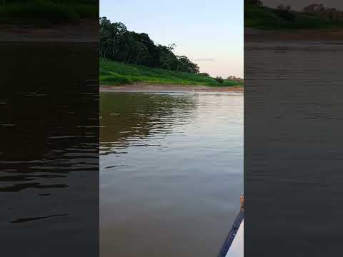 Boto-cor-de-rosa brincando no Rio Juruá, Amazonas. 🐬🌸#BotoRosa #RioJuruá #Amazonas #Natureza