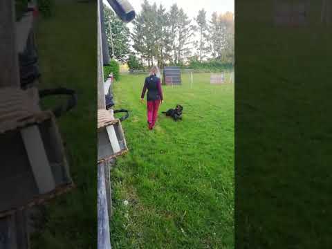 Honey vom Schwarzen Grat ( 2 Jahre)